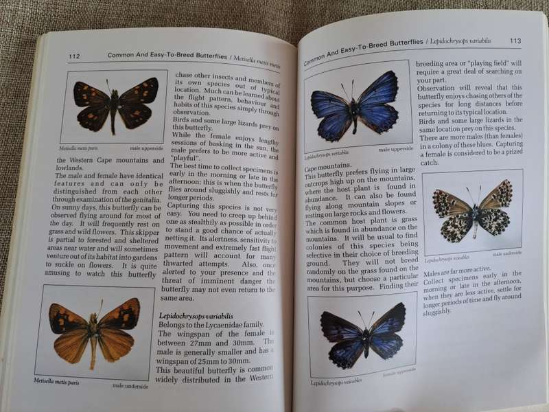 Butterflies A Beginner`s Guide - Earle Whitely and Pam Pillai