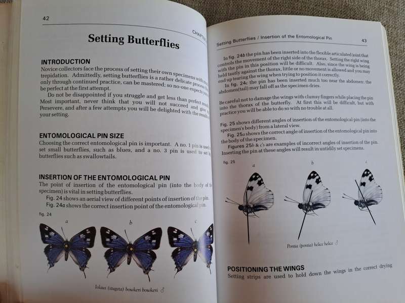 Butterflies A Beginner`s Guide - Earle Whitely and Pam Pillai