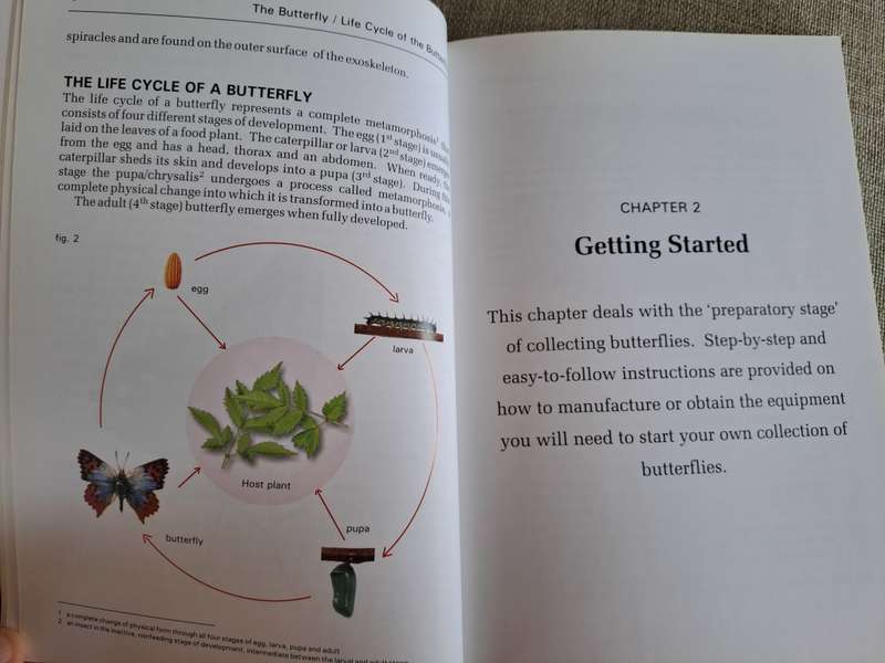 Butterflies A Beginner`s Guide - Earle Whitely and Pam Pillai