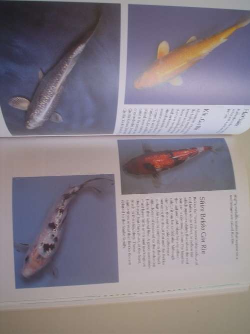 The art of Koi Keeping - Cole