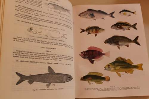 Smith's Sea Fishes - Smith