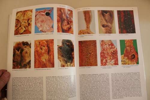 Gross Pathology: A colour atlas - Curran & Jones