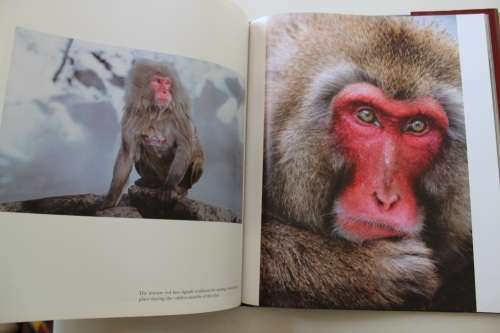 In Praise of Primates - Steve Bloom