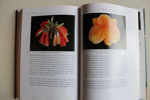 Clivias - Harold Koopowitz