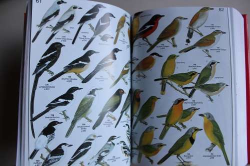 Roberts' Birds of Southern Africa - Maclean