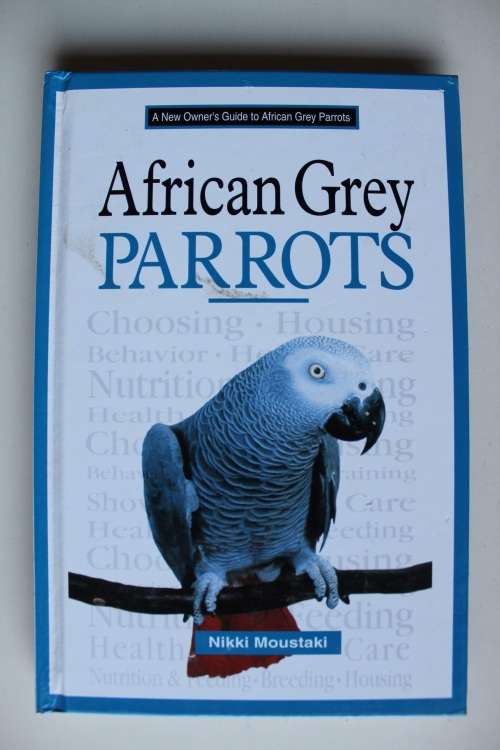 African Grey Parrots - Moustaki
