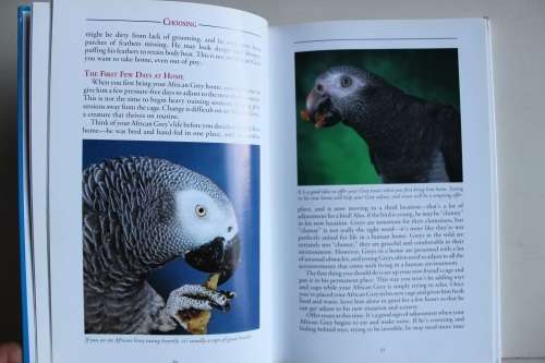 African Grey Parrots - Moustaki