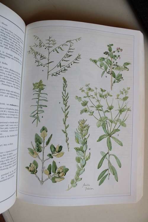 Wild Flowers of Northern South Africa -  Germishuizen (Author), Anita Fabian (Illustrator)
