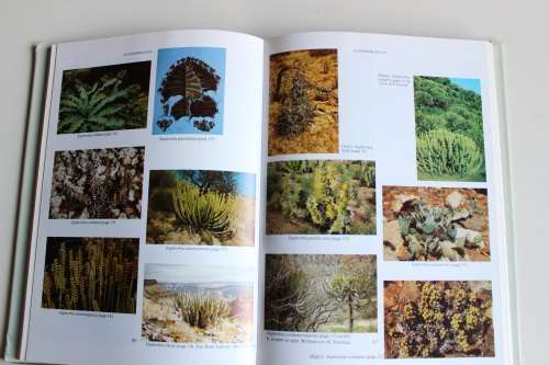 Succulent Flora of Southern Africa - Court, Doreen