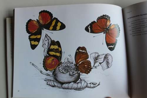 Butterflies of Central and Southern Africa - Elliot Pinhey & Ian Loe
