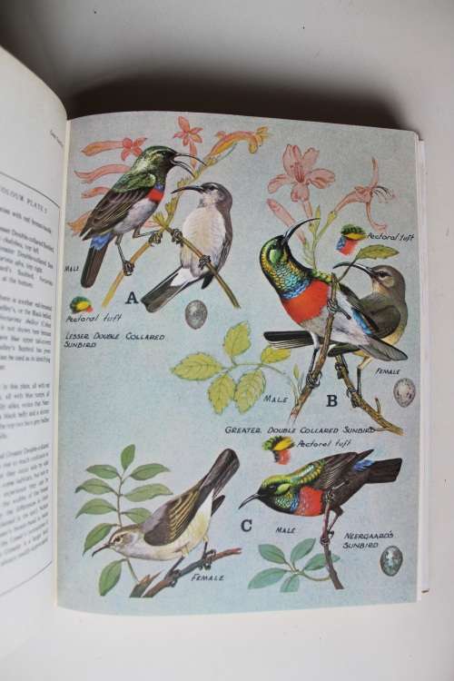 Sunbirds of Southern Africa,also Sugarbirds,White-eyes and the Spotted Creeper by C J Skead