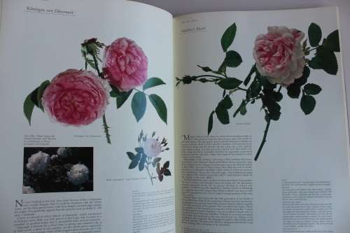 Roses at the Cape of Good Hope - Fagan