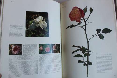Roses at the Cape of Good Hope - Fagan