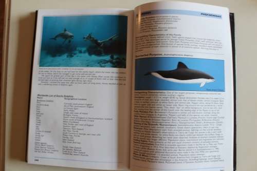 Whales and Dolphins Cetacean world guide - Kiefner