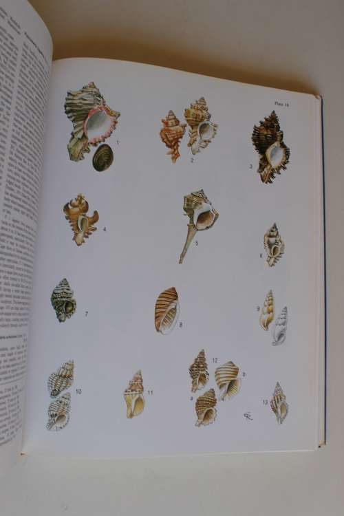 Kilburn, Richard + Rippy, Elizabeth -  Sea Shells of Southern Africa