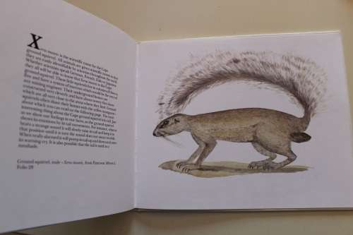 Africana Animals - Nicol
