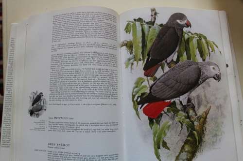 Parrots of the World - Forshaw
