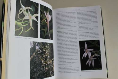 Angraecoid Orchids - Species From The African Region - Stewart,  Hermans,