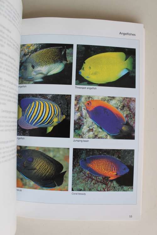 Reef Fishes & Corals - East Coast of Southern Africa -   Dennis King