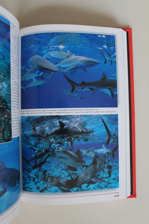 Sharks and Rays elasmobranch guide to the world - Hennemann