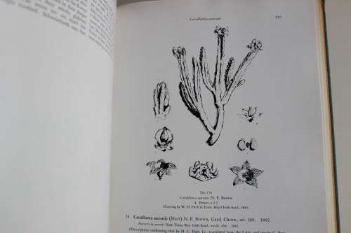 The Stapelieae (3 volume set) - White & Sloane