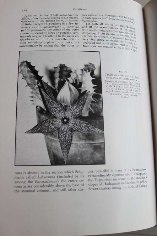 The Stapelieae (3 volume set) - White & Sloane