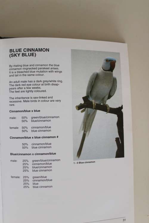 Ringnecked parakeets and their mutations - Bastiaan