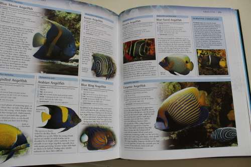 Encyclopedia of Aquarium and Pond Fish - Alderton
