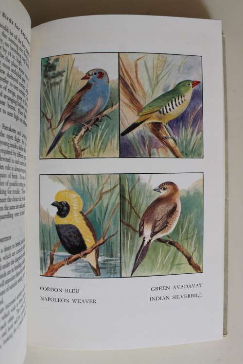 Foreign birds for beginners - Risdon