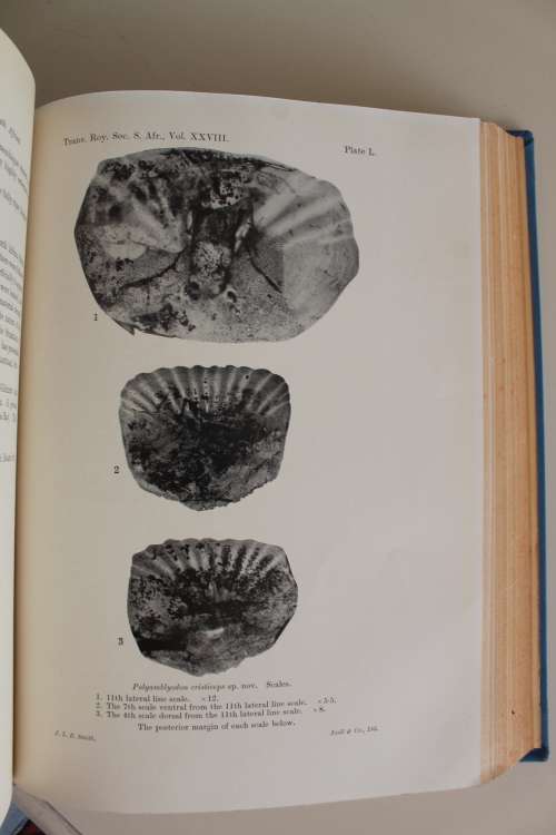 1941 Transactions of the Royal Society of South Africa - Volume XXVIII