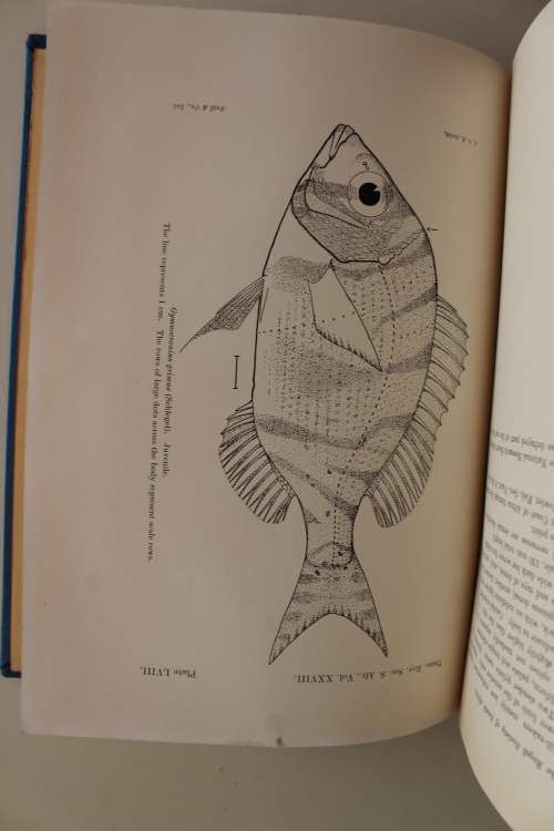1941 Transactions of the Royal Society of South Africa - Volume XXVIII