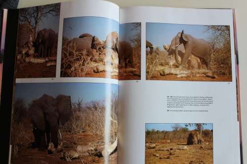 The Lions and Elephants of the Chobe - Bruce Aiken