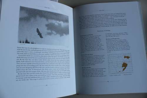 The Owls of Southern Africa by Alan Kemp and Simon Calburn First Edition 1987 with Slip Case