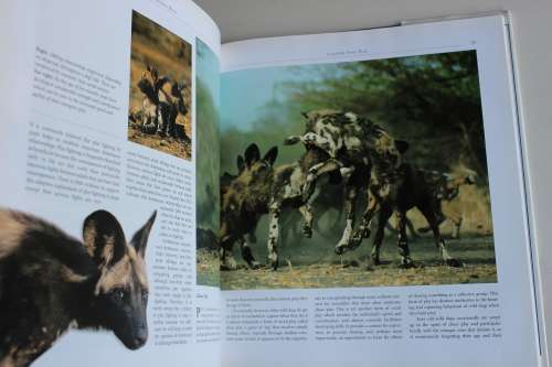 RUNNING WILD. Dispelling Myths of the African Wild Dog - McNutt & Boggs