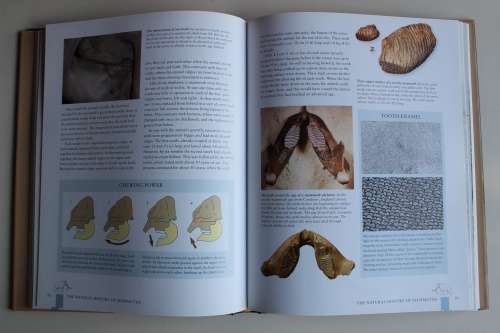 MAMMOTHS GIANTS OF THE ICE AGE - ADRIAN LISTER & PAUL BAHN