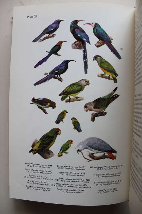 BIRDS of West Central & Western Africa