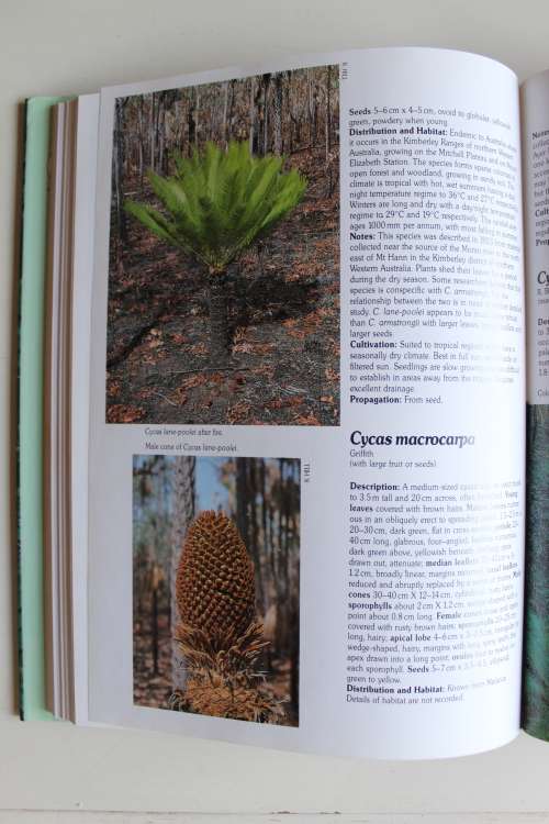 Cycads of the world, ancient plants in today's landscape - Jones