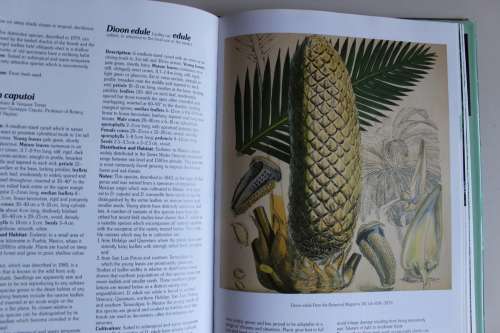 Cycads of the world, ancient plants in today's landscape - Jones