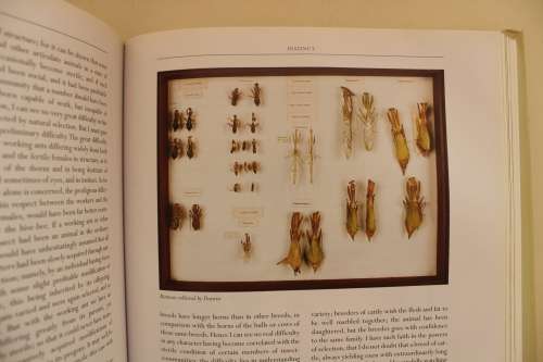 Charles Darwin on the Illustrated Origin of Species   - David Quammen