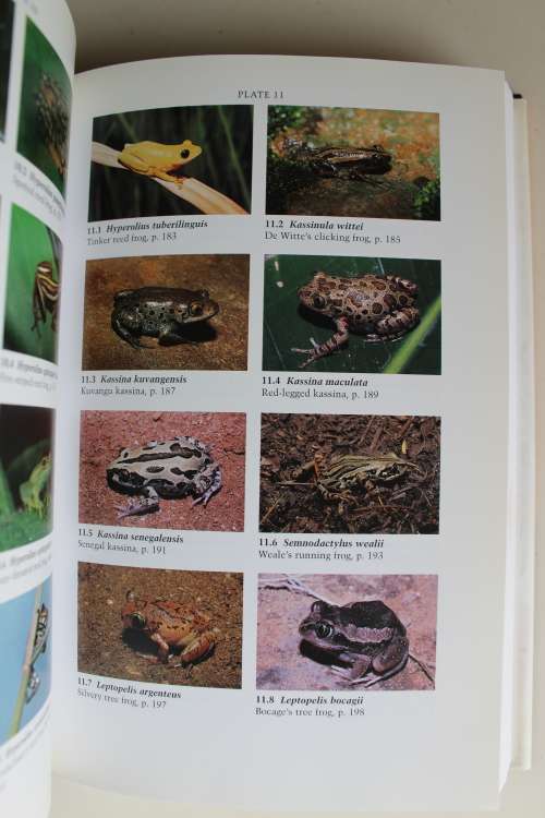Amphibians of Central and Southern Africa - Alan Channing