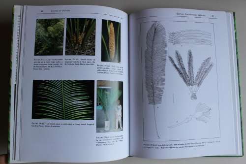 Cycads of Vietnam - Roy Osborne, Ken Hill, Hiep Nguyen, Loc Phan Ke
