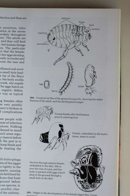 African Insect Life - S.H. Skaife