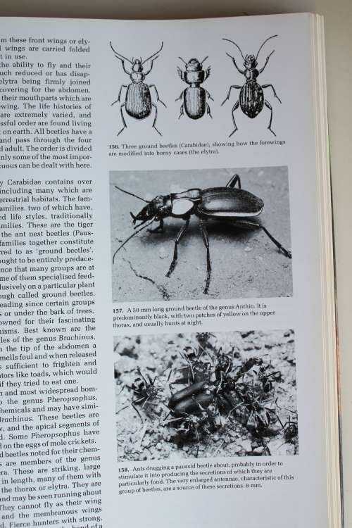 African Insect Life - S.H. Skaife