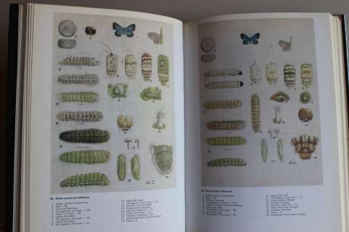 Life Histories of the South African Lycaenid Butterflies - Clark & Dickson