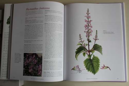 The South African Plectranthus : Ernest van Jaarsveld