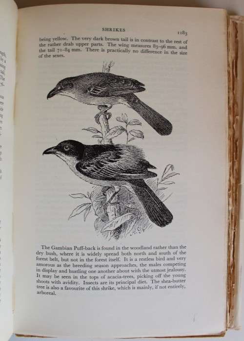The Birds of West and Equatorial Africa Volume 1 & 2  -  David A. Bannerman