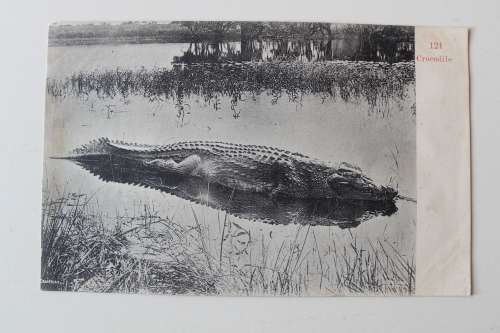 No 121 Crocodile post card postcard