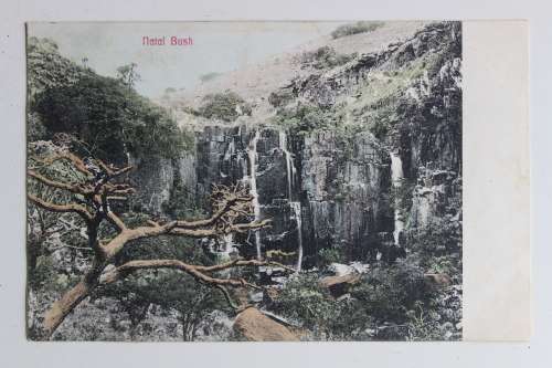 Natal Bush postcard post card
