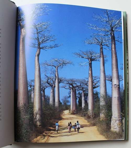 The Remarkable Boabab  - Pakenham