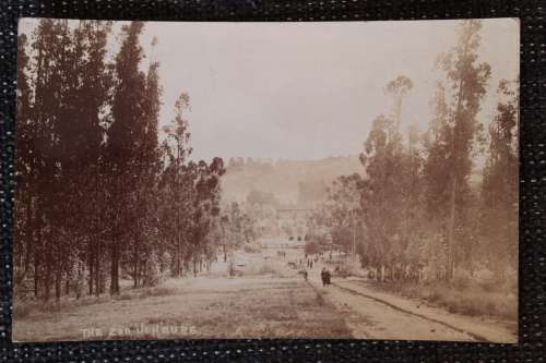 Vintage Postcard post card  - The Zoo Johannesburg